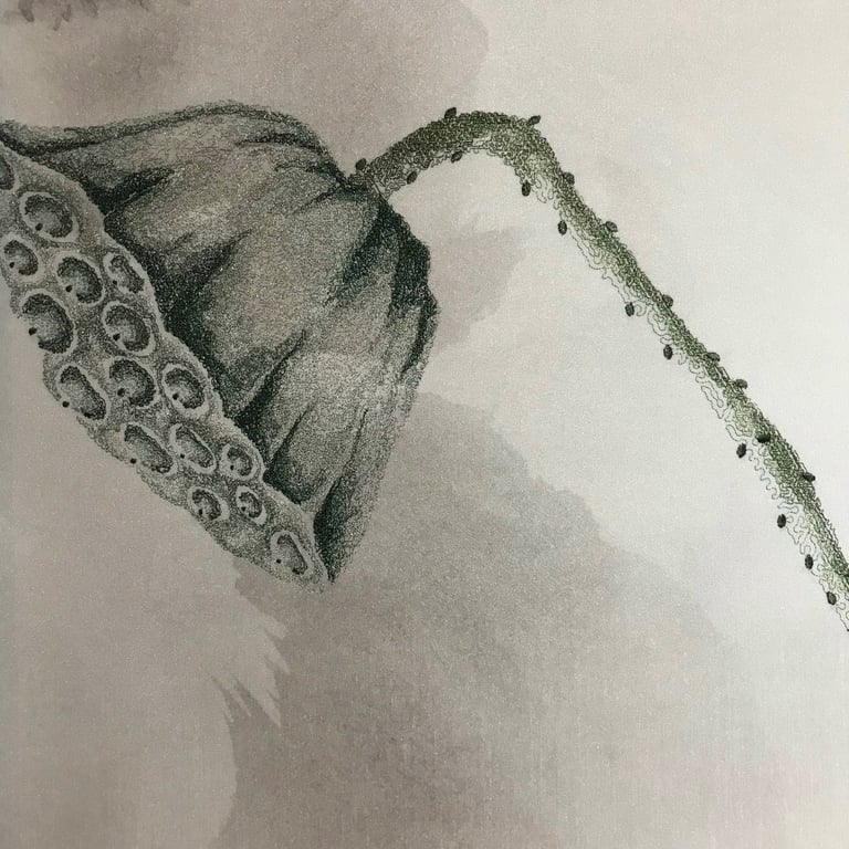 Gương Sen